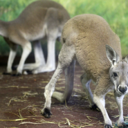 Новости и акции в зоопарке  «Лимпопо» 2025 фотографии