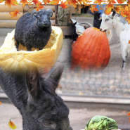 Новости и акции в зоопарке  «Лимпопо» 2025 фотографии