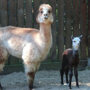 Зоопарк «Лимпопо» выбирает имя для малышки-альпаки фотографии