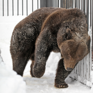 Новости зоопарка «Лимпопо» 2026 год фотографии