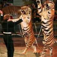 Цирковая программа «Тигры-суматры» фотографии