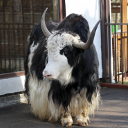 Новости и акции в зоопарке  «Лимпопо» 2025 фотографии