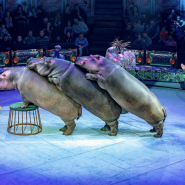 Премьера шоу «Песчаная сказка» в Нижегородском цирке фотографии