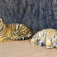 Рождение двух тигрят в зоопарке Лимпопо 2022 фотографии