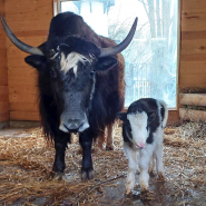 Новости и акции в зоопарке  «Лимпопо» 2025 фотографии