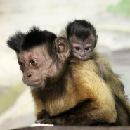 Новости и акции в зоопарке  «Лимпопо» 2025 фотографии