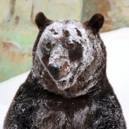 Медведь Балу проснулся после зимней спячки в зоопарке «Лимпопо» фотографии
