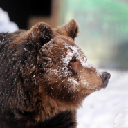 Бурые медведи вышли из зимней спячки в зоопарке «Лимпопо» фотографии