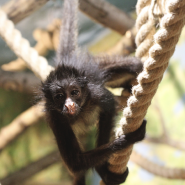 Новости и акции в зоопарке  «Лимпопо» 2025 фотографии