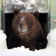 Медведь Балу проснулся после зимней спячки в зоопарке «Лимпопо» фотографии