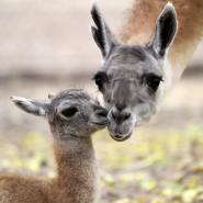 Новости и акции в зоопарке  «Лимпопо» 2025 фотографии