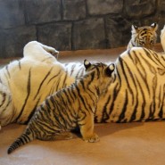 Рождение двух тигрят в зоопарке Лимпопо 2022 фотографии