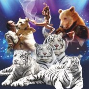 Королевство белых тигров — цирковое шоу — Нижний Новгород, 1 августа 2026 фотографии