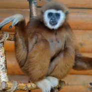 День обезьян в зоопарке «Лимпопо» фотографии