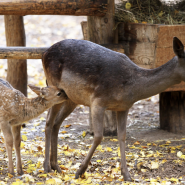 Новости и акции в зоопарке  «Лимпопо» 2025 фотографии