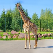 Нижегородский зоопарк «Лимпопо» возобновляет свою работу фотографии
