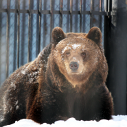 Бурые медведи вышли из зимней спячки в зоопарке «Лимпопо» фотографии