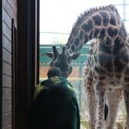 Новый сезон в зоопарке «Лимпопо» ознаменуется приездом жирафа фотографии