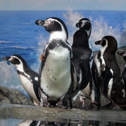 Пингвины Гумбольдта поселились в нижегородском зоопарке «Лимпопо»