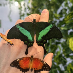 Выставка тропических бабочек в Нижнем Новгороде 2024