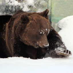 Медведь Балу проснулся после зимней спячки в зоопарке «Лимпопо»