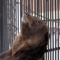 Новости зоопарка «Лимпопо» 2026 год