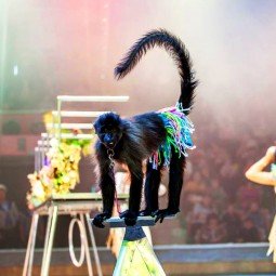 Новый сезон Нижегородского государственного цирка 2016