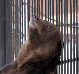 Новости зоопарка «Лимпопо» 2026 год