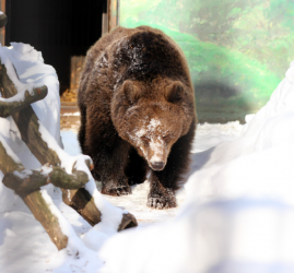 Бурые медведи вышли из зимней спячки в зоопарке «Лимпопо»