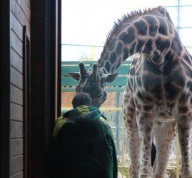 Новый сезон в зоопарке «Лимпопо» ознаменуется приездом жирафа