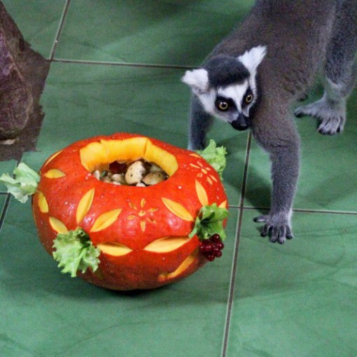 Конкурс на самую большую тыкву в Лимпопо 2021