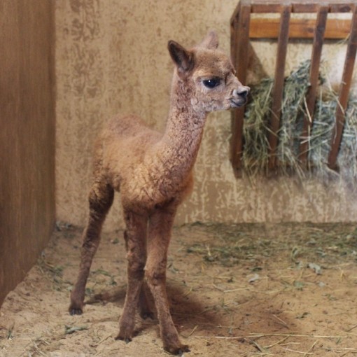 Рождение малыша альпаки в зоопарке Лимпопо