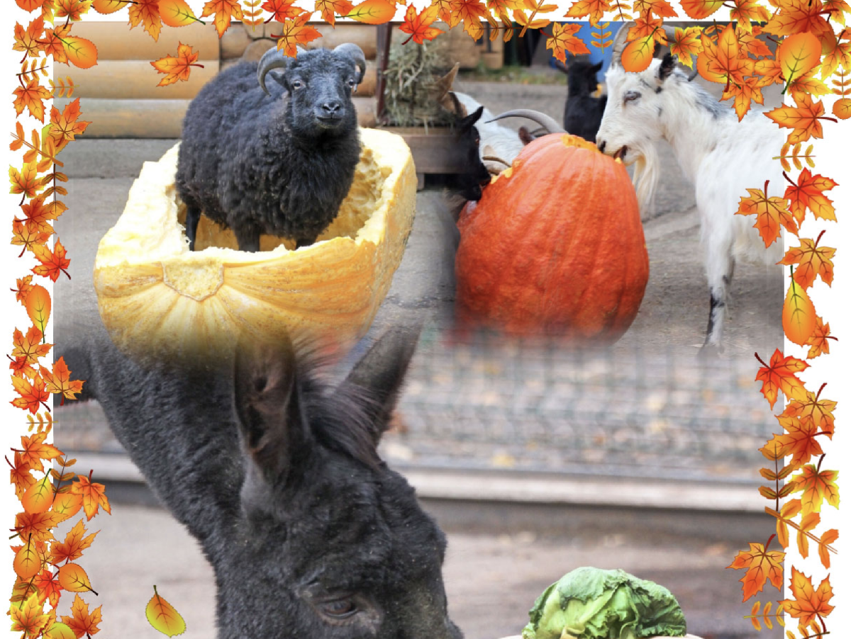 Новости и акции в зоопарке «Лимпопо» 2025