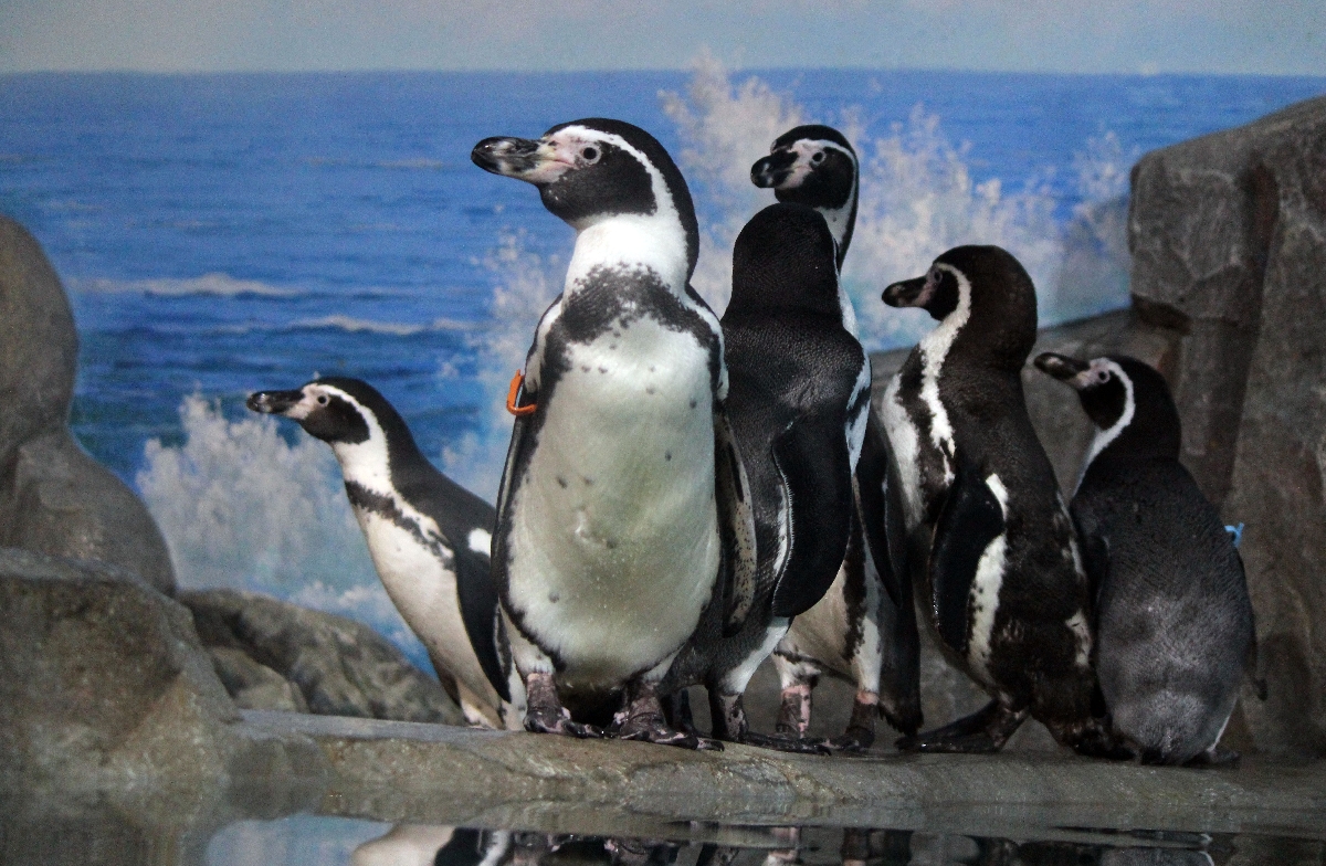 Пингвины Гумбольдта поселились в нижегородском зоопарке «Лимпопо»