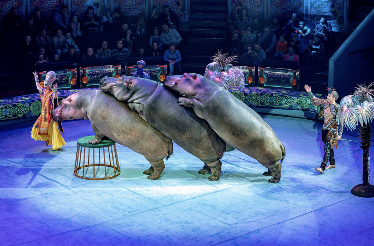 Премьера шоу «Песчаная сказка» в Нижегородском цирке