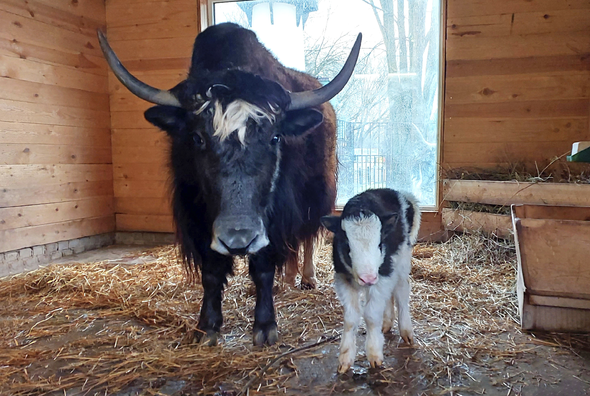 Новости и акции в зоопарке «Лимпопо» 2025