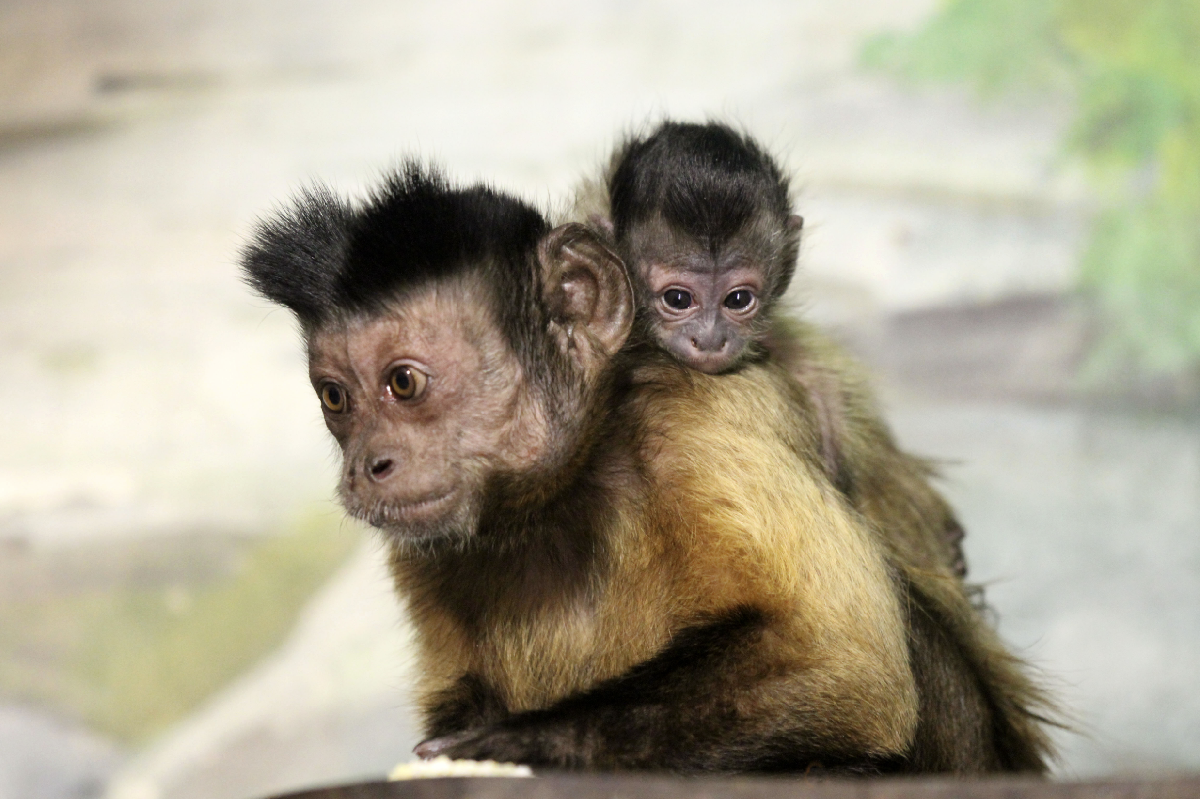 Новости и акции в зоопарке «Лимпопо» 2025