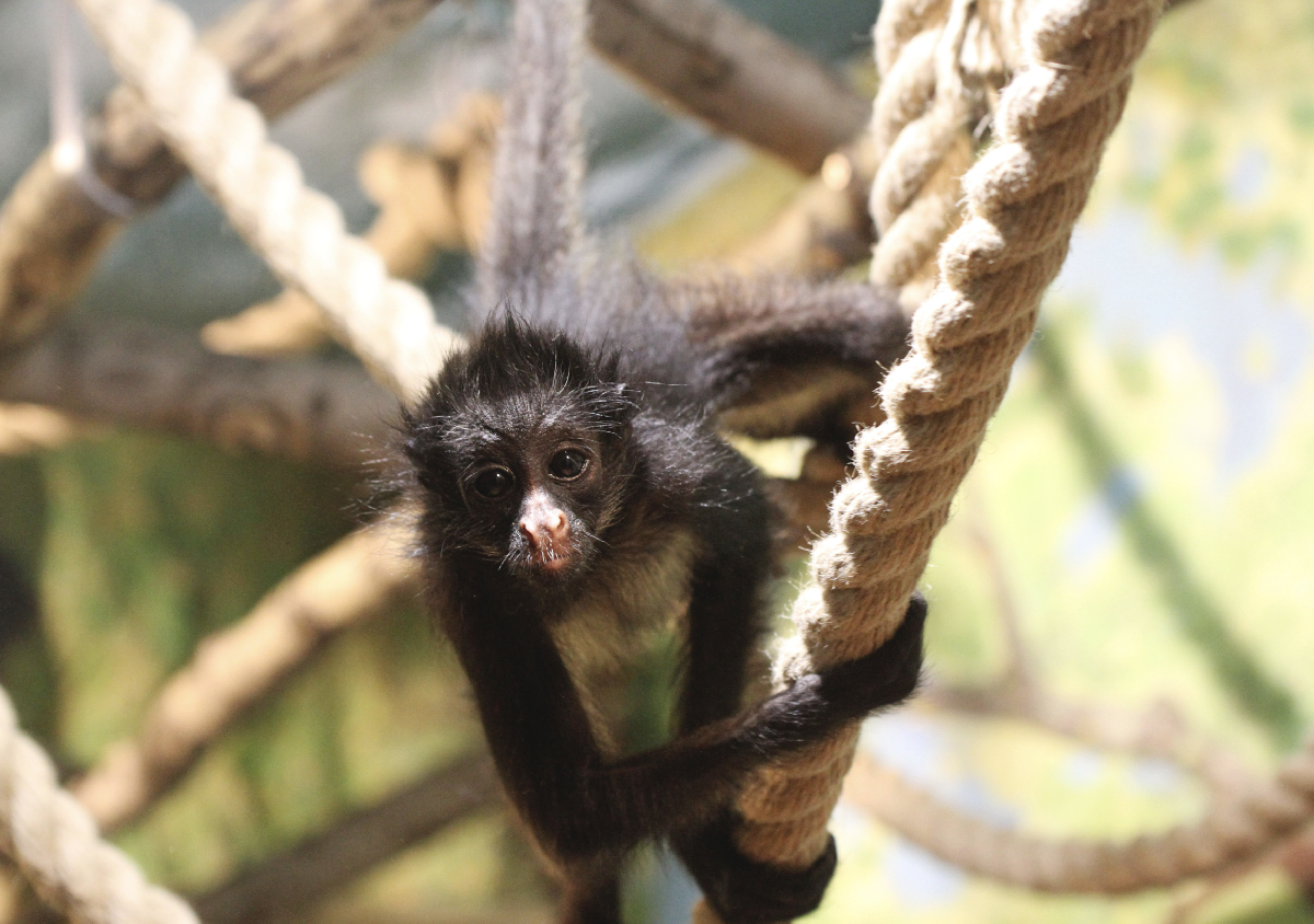 Новости и акции в зоопарке «Лимпопо» 2025