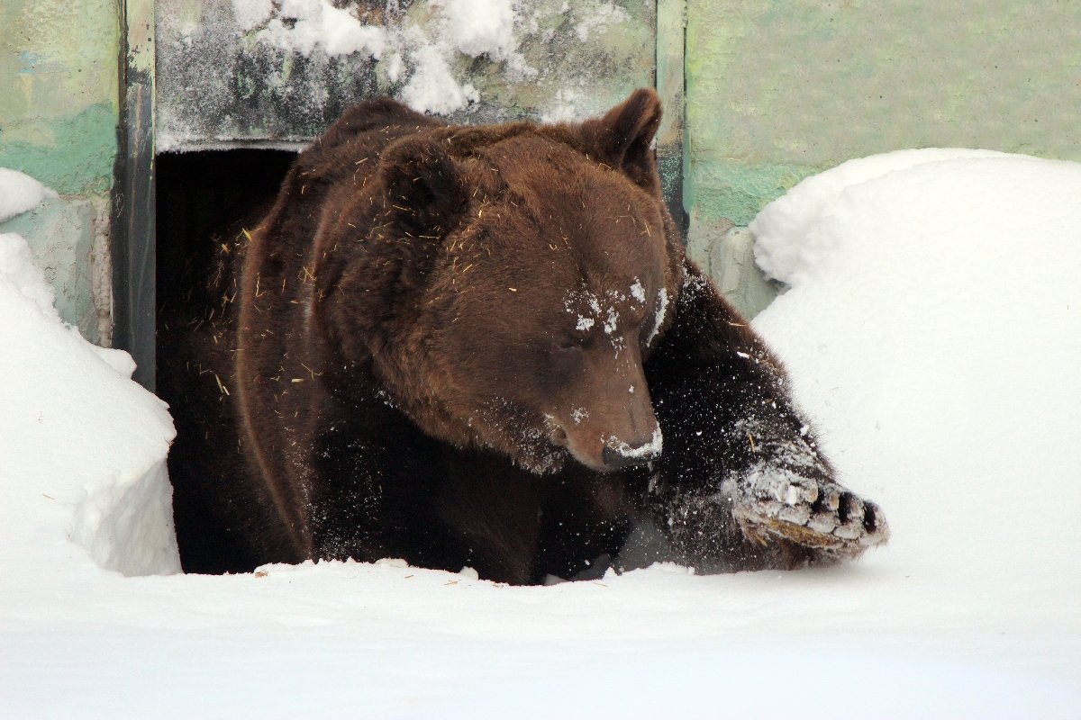 Медведь Балу проснулся после зимней спячки в зоопарке «Лимпопо»