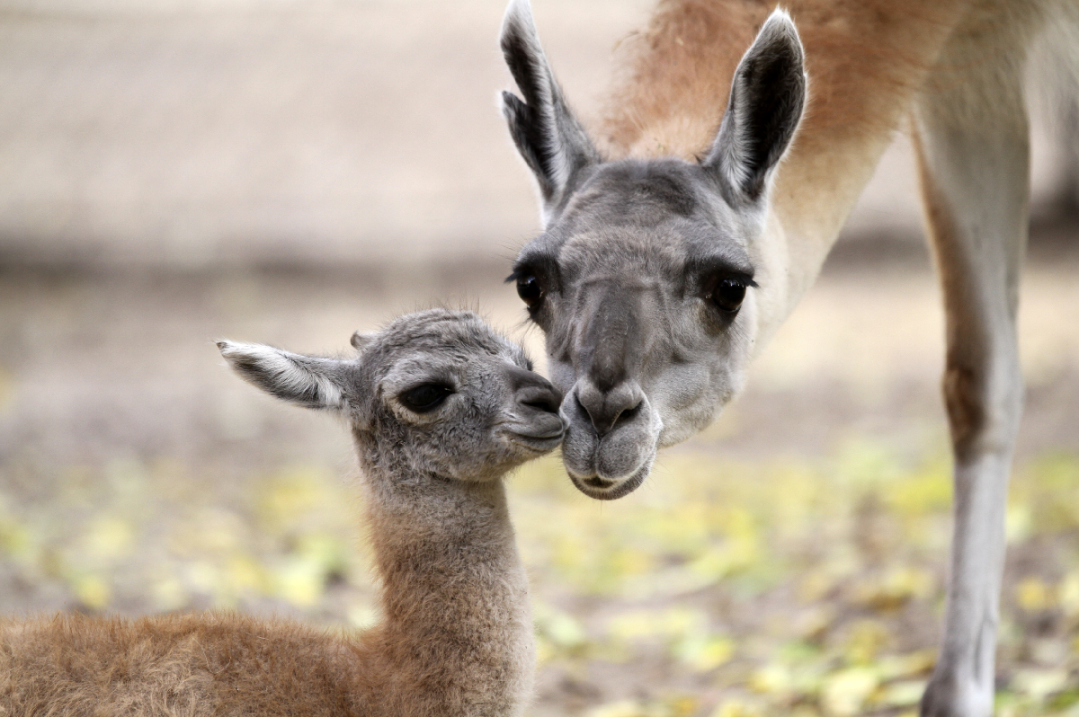 Новости и акции в зоопарке «Лимпопо» 2025