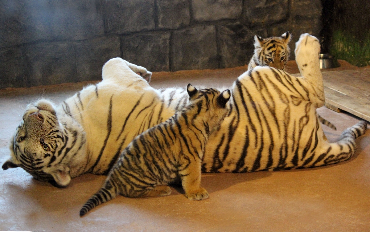 Рождение двух тигрят в зоопарке Лимпопо 2022
