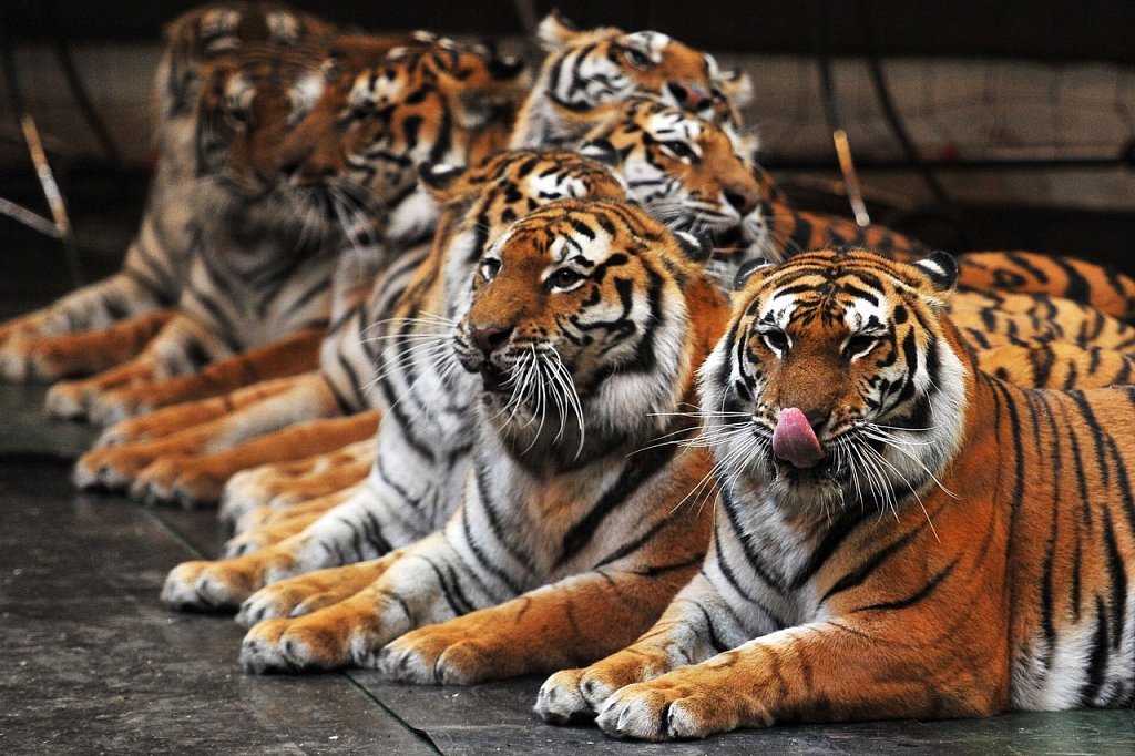 Цирковая программа «Тигры-суматры»