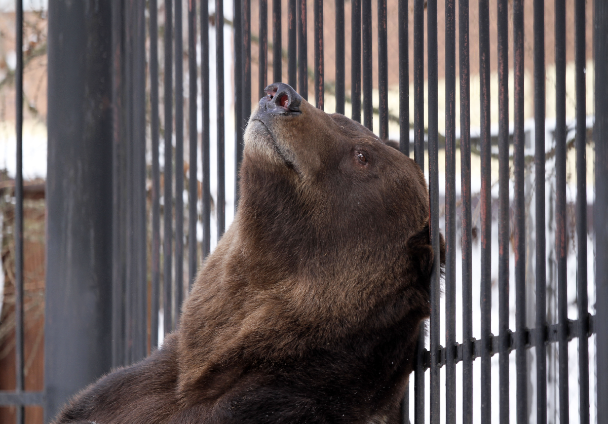 Новости зоопарка «Лимпопо» 2026 год