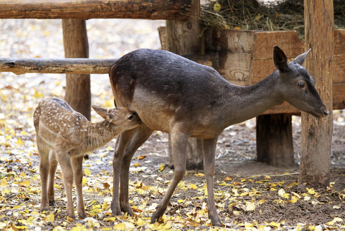 Новости и акции в зоопарке «Лимпопо» 2025